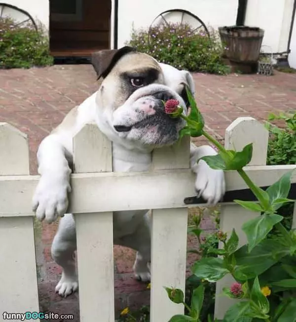 Smell The Flowers