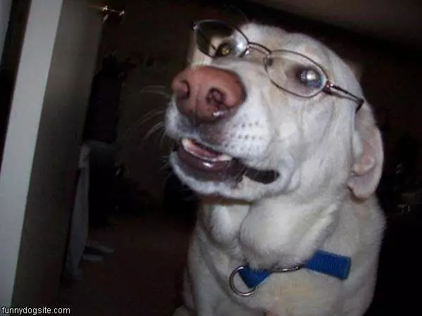 Smart Looking Dog