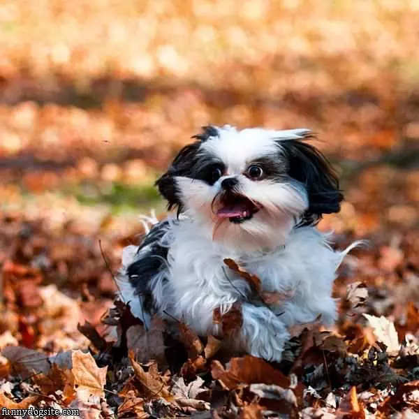 Running Wild