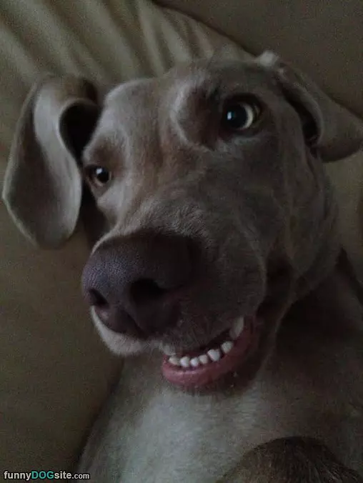 Happy Harold