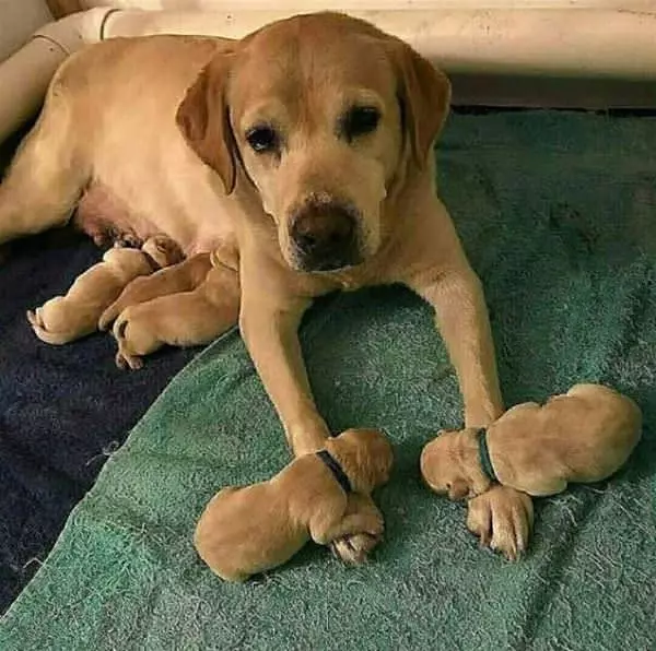 My New Family