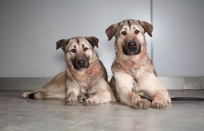 Anatolian Shepherd brothers