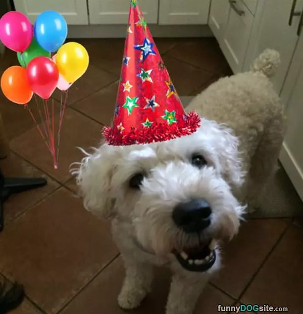 I Has A Nice Hat