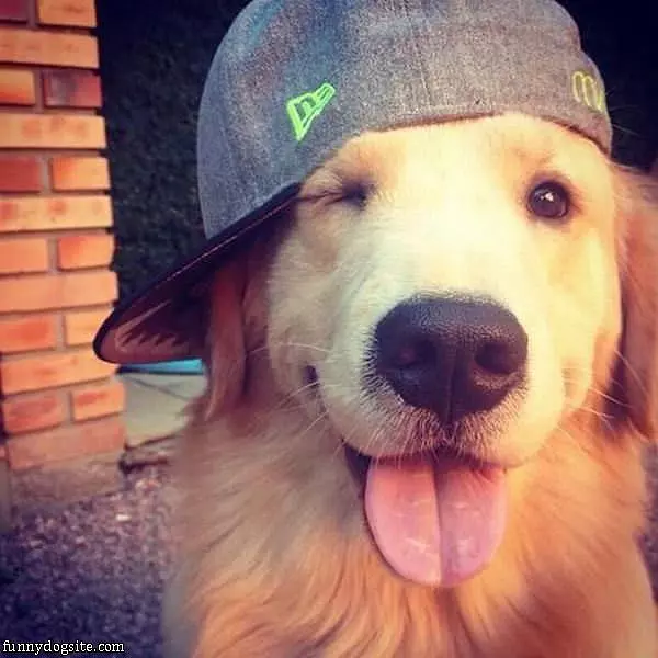 Wink Wink