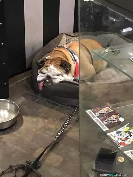 That Is A Comfy Dog