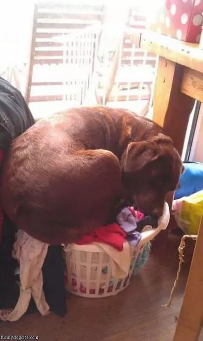 What Laundry Basket