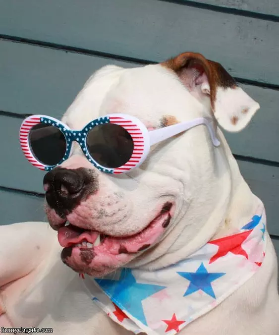All American Dog