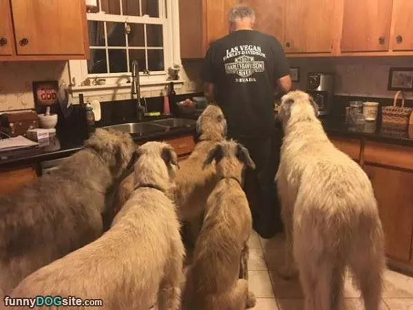 Can We Has Snacks Please