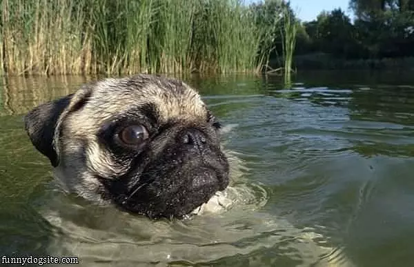 Paddle Paddle