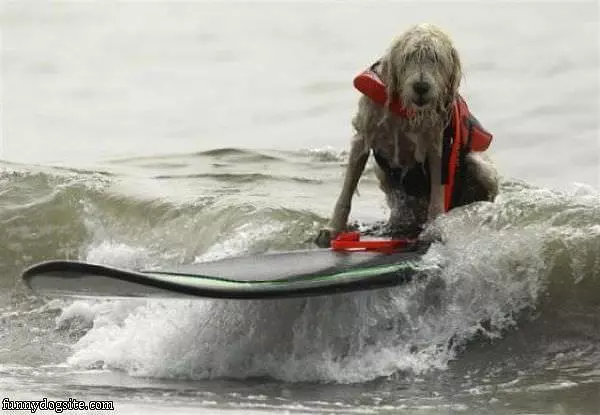 The Surf Dog