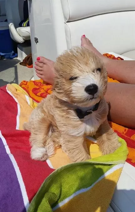 Fluffy Boat Ride