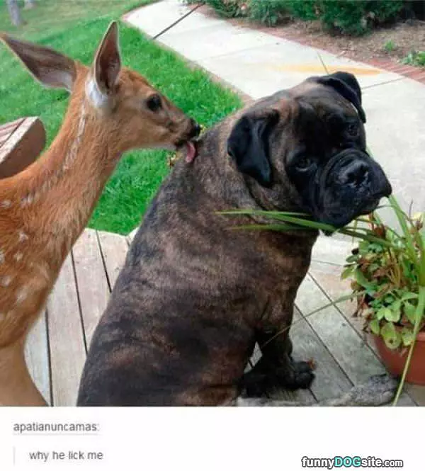 Why He Licks Me