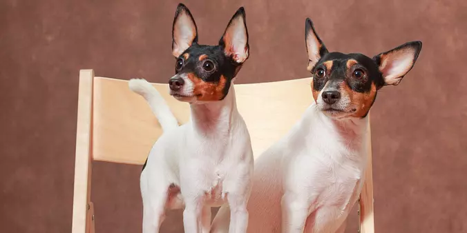 Toy Fox Terrier Dogs on Chair
