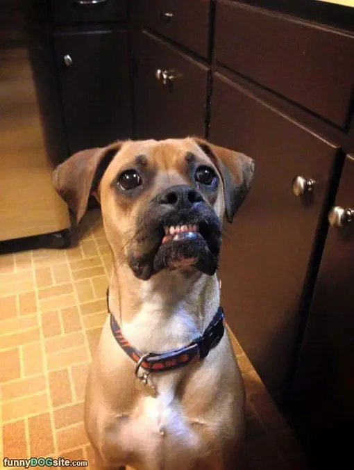 Yes I Want The Snack