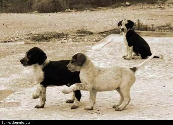 Small Pups In Step