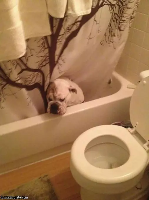 The Tub Cat