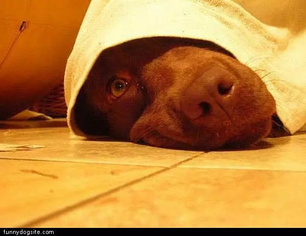 Hiding Here