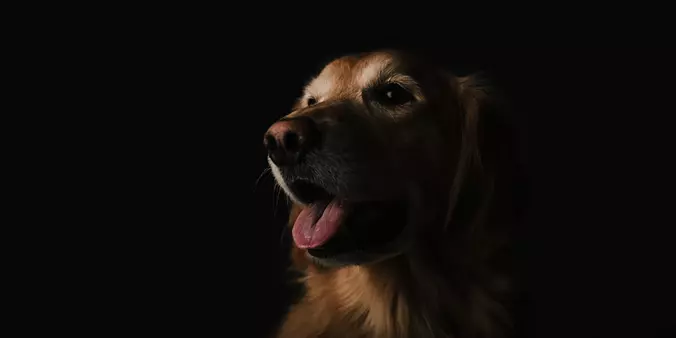 Golden Retreiver Black Port...