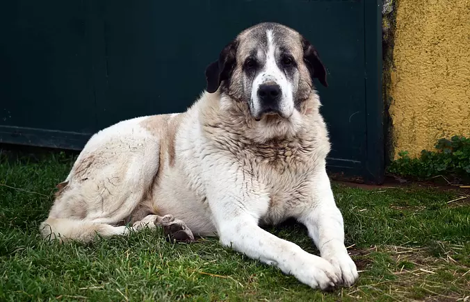 Pyrenean Mastiff