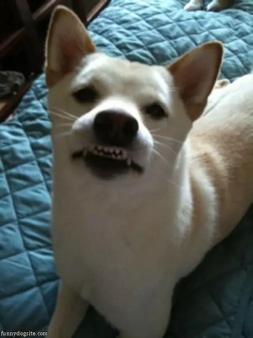 Big Smiles
