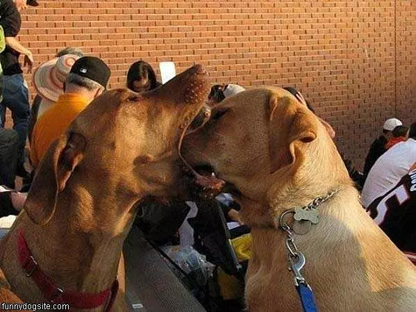Doggy Dentist