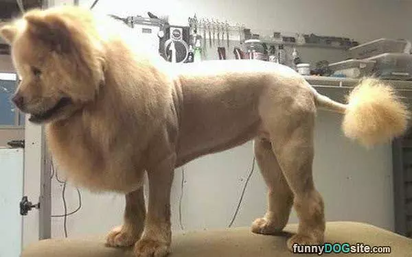 I Got An Awesome Haircut