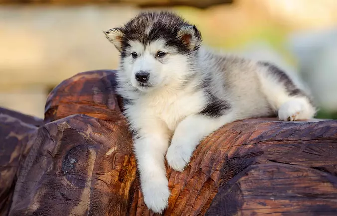 black and white Alaskan Mal...