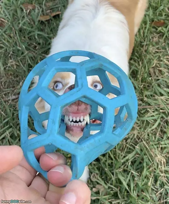 Rawrrrrr