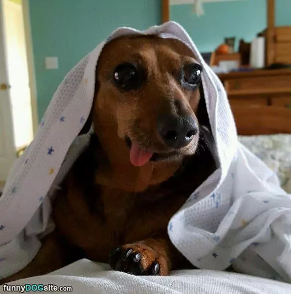 The Derppy Dog
