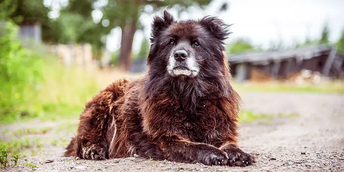 brown Caucasian Shepherd Dog