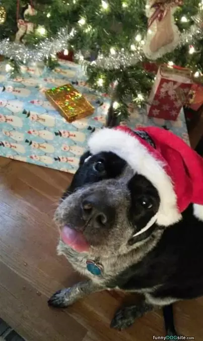 I Am Ready For Christmas