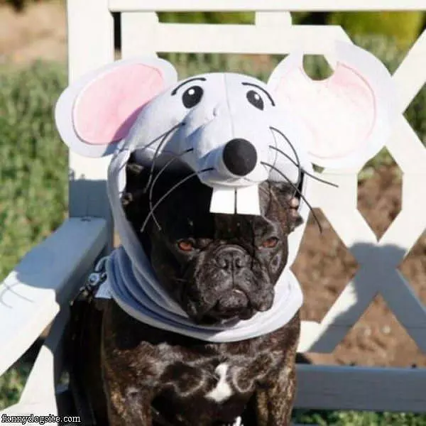The Mouse Dog