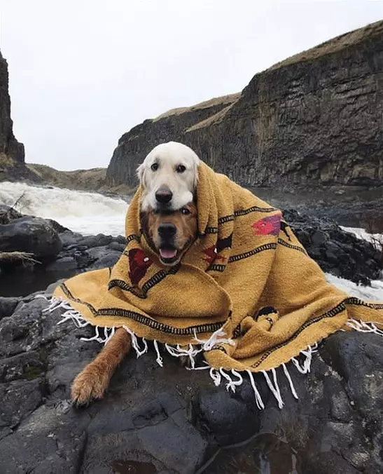 Dog Stackers