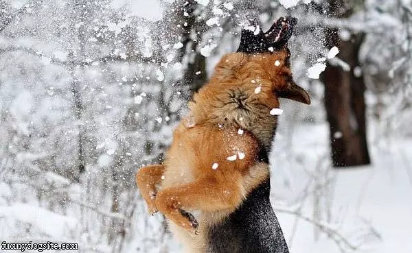 Snowball Fight