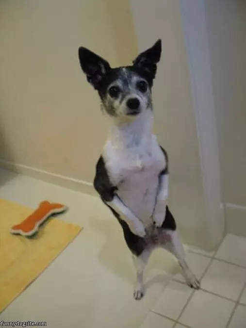 Walking Around For Treats