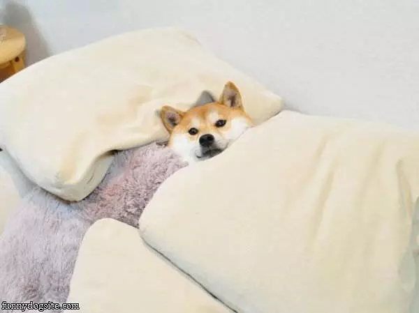 Dog Is Sleeping