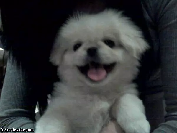 Cute Smiley Puppy