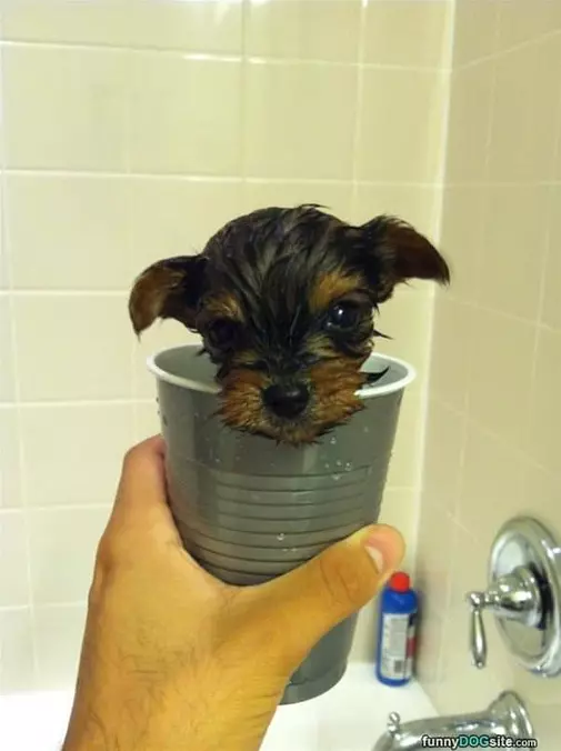 Cup Full