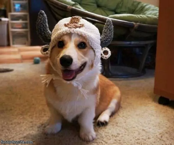 Cute Corgi