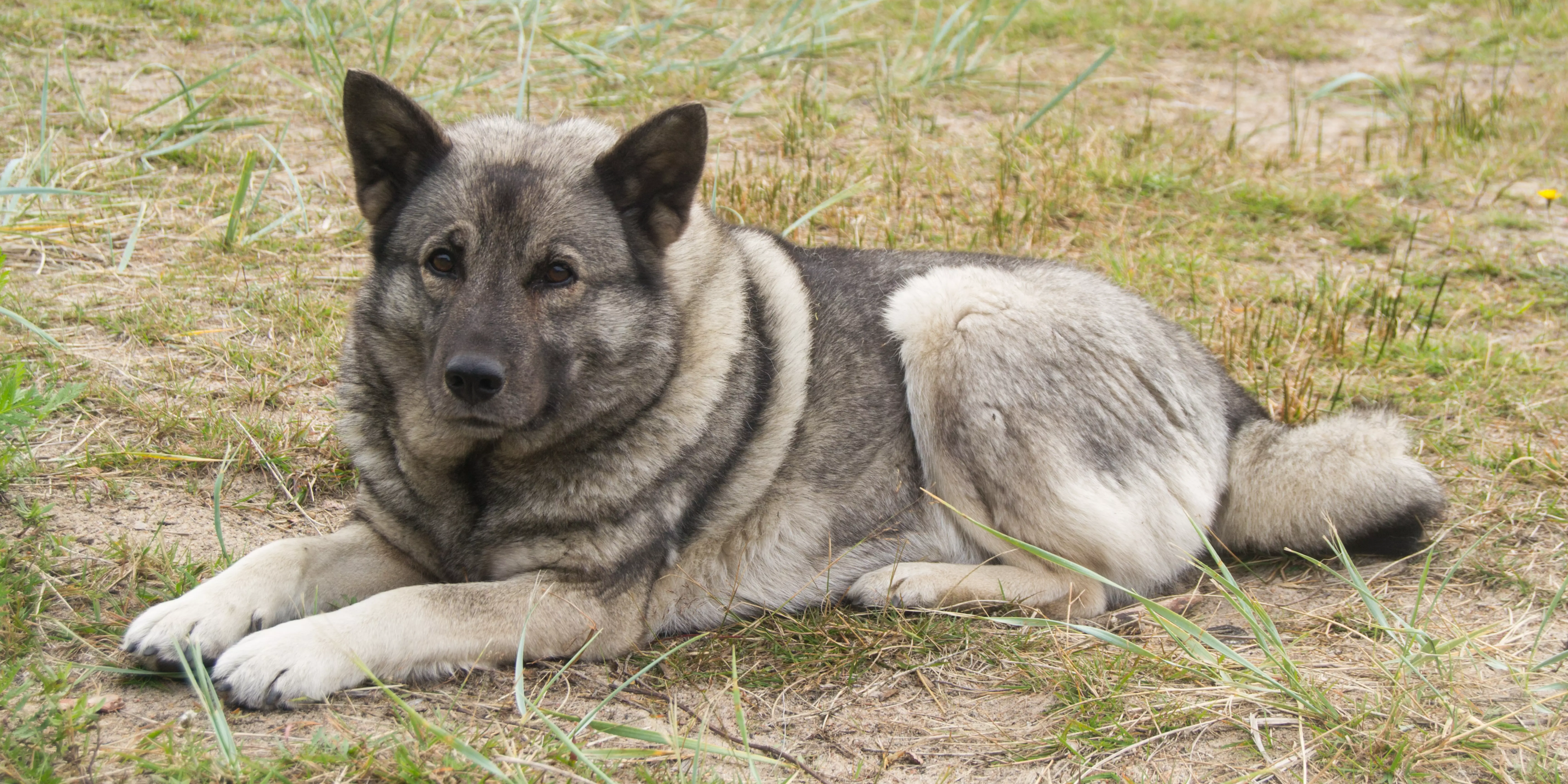 Norwegian Elkhound