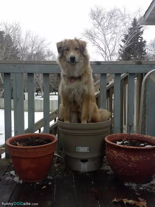 One Pot Of Dog