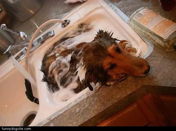 Sink Dog