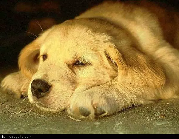 Little Puppy Napping