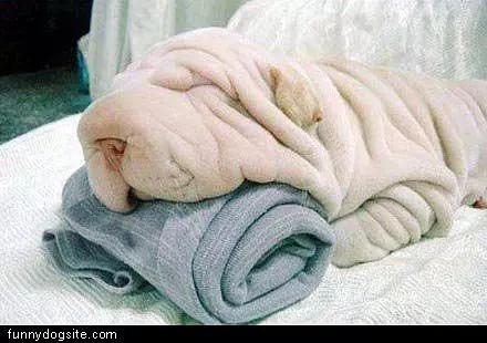 Towel Dog