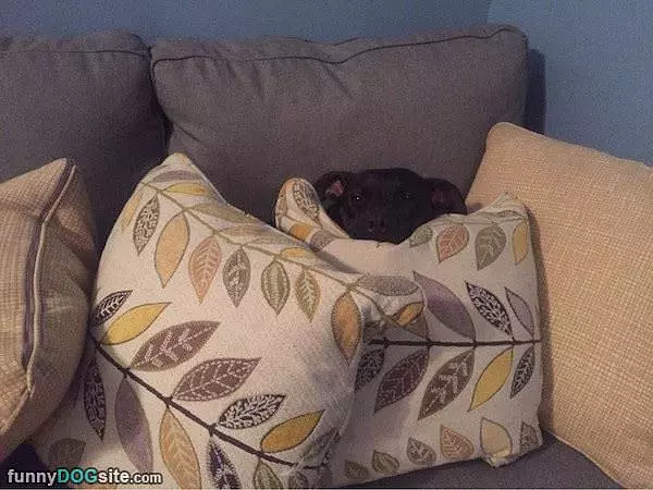 Dog Fort