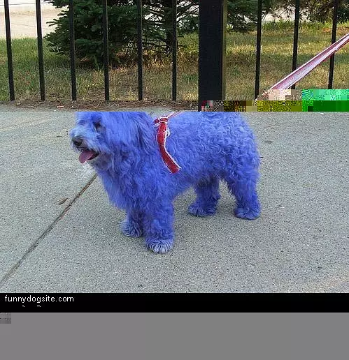 Blue Dog