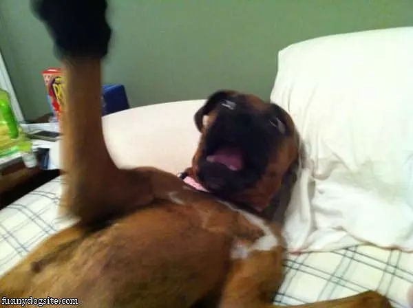 Arghhh Dog