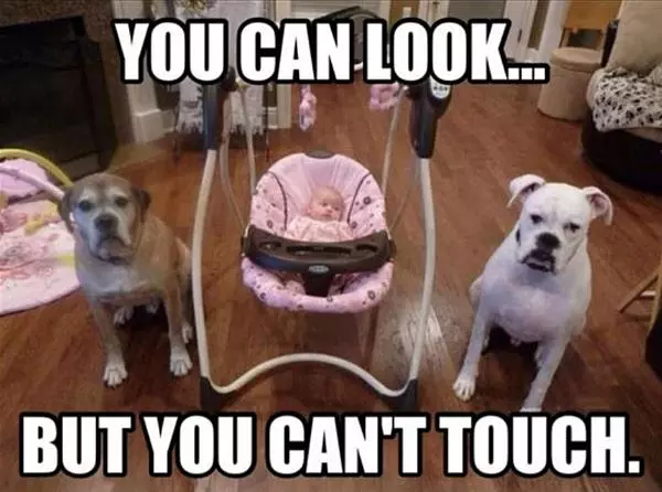 Guard Dogs