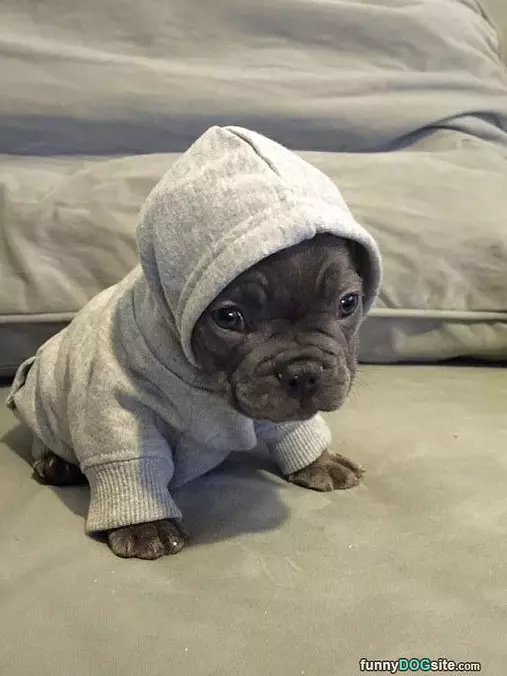 I Got My Hoodie