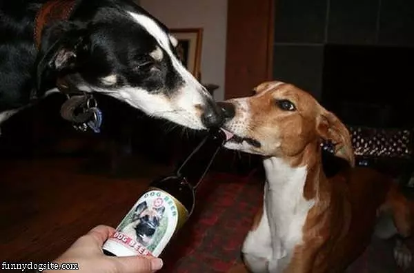 Dog Beer
